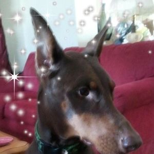 Meet your Posher, Debbi